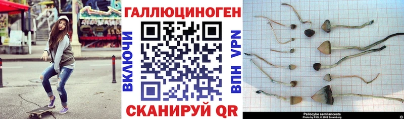 Купить закладки  Прохладный  Псилоцибиновые грибы Psilocybe 
